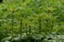Eupatorium fistulosum