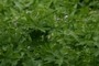 Geramnium maculatum