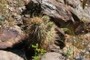 Claretcup Hedgehog Cactus