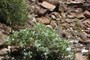 Hairy Gold-Aster