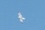 seagull