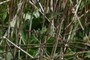 prairie dock