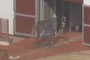 Special Horse with 2 Head