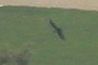 The Only bird in this 45 Gig giant