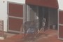 horse