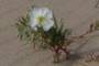 Evening Primrose