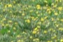 Taraxacum officinale