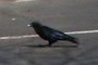 Common Crow