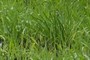 warm season grass