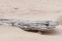 Driftwood