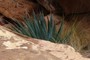 Century Plant (Agave utahensis)