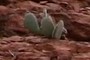 Beavertail Cactus (Opuntia basilaris)