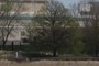Sugar Maple
