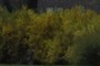 Forsythia (non-native)