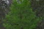 Cottonwood