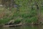 Switchgrass