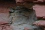 Redwall Limestone