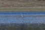 HERON