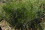Rubber Rabbitbrush