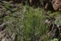 Ephedra