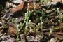 Unidentified small flowers