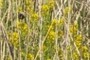 Brassica juncea
