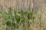 Silphium