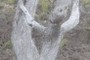 Ohia trunk