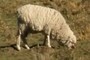 NZ #1 Export