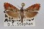 Thaumatographa jonesi