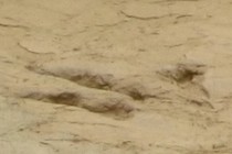 177564-210x140