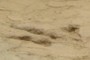 Theropod pes track