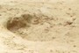 Sauropod pes track