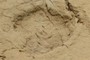 Sauropod manus (?) track