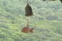 Fish wind chime...
