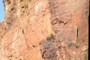 Cliffhanging Saguaro