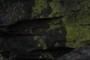 Nice Lichen