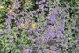 Nepeta and Alstromeria