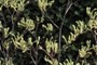 Kangaroo Paws