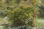 Bush