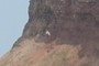 Seagul