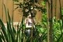 Hiding in the bushes