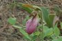 Mocassin Flower