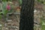 Charred trunk