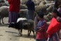 sheep convention