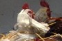 Chikin!