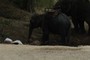 Baby elephant