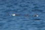 Gulls