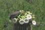 bird on saguaro