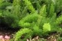 Foxtail fern